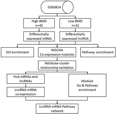 Integrative Analysis of Genomics and Transcriptome Data to Identify Regulation Networks in Female Osteoporosis